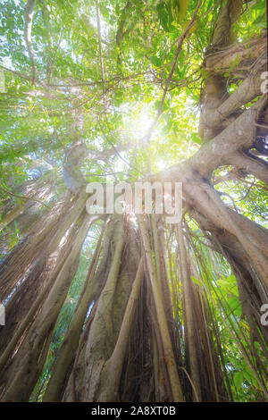 Raggi di sole filtrare attraverso un vecchio Banyan Tree nel quartiere storico del centro di Fort Lauderdale. Foto Stock
