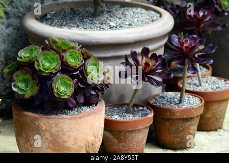 Vasi di terracotta,contenitori,impianto display,patio,aeonium arboreum schwarzkopf,succulenta,succulente,pentole,pot,giardinaggio contenitore,giardino,RM Floral Foto Stock