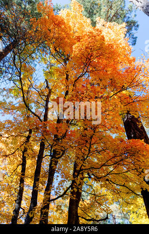 Colori d'autunno alberi, Mt. Lemmon, Santa Catalina Mountains, Foresta Nazionale di Coronado, Tucson, Arizona, Stati Uniti d'America Foto Stock