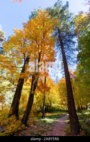 Colori d'autunno alberi, Mt. Lemmon, Santa Catalina Mountains, Foresta Nazionale di Coronado, Tucson, Arizona, Stati Uniti d'America Foto Stock