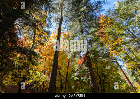 Alti pini retroilluminato e autunno a colori, Mt. Lemmon, Santa Catalina Mountains, Foresta Nazionale di Coronado, Tucson, Arizona, Stati Uniti d'America Foto Stock