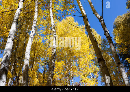 Colorato Aspen contro un cielo blu, Mt. Lemmon, Santa Catalina Mountains, Foresta Nazionale di Coronado, Tucson, Arizona, Stati Uniti d'America Foto Stock