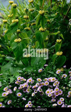 Phlomis Russeliana,Erigeron glauco brezza di mare,lilla,giallo,fiori,fiore,fioritura combinazione,mix,confine misti,RM Floral Foto Stock