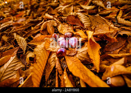 Acorn sul letto di caduta foglie di acero in autunno Foto Stock