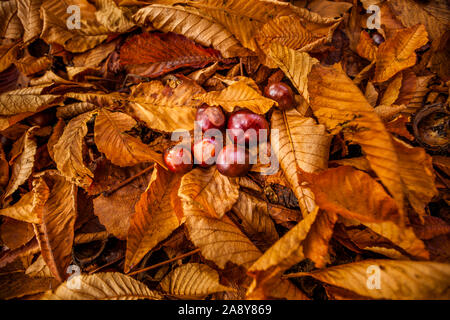 Acorn sul letto di caduta foglie di acero in autunno Foto Stock