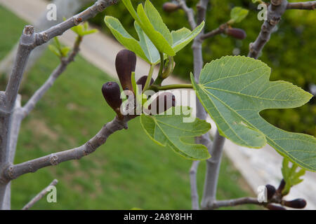 Close-up di baby figure su un albero di fico Foto Stock