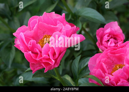 Paeonia Paula Fay. Semi-doppio rosa peonia fiore. Paeonia lactiflora (Cinese peonia o giardino comune peonia). Foto Stock