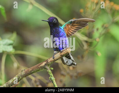 Velluto viola-coronet hummingbird (Boissonneaua jardini), San Tadeo, Mindo, Ecuador Foto Stock