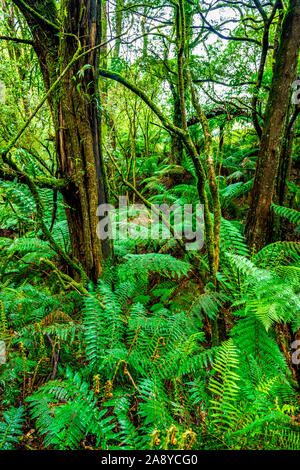 Densa foresta pluviale temperata in Melba canalone lungo Madsens via nella grande Otway National Park Foto Stock