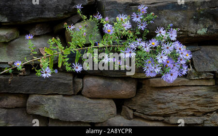 New York aster (Symphyotrichum novi-belgii) crescendo contro un muro di pietra nel giardino in Virginia centrale in autunno. Foto Stock