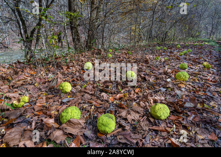 Caduto da fruiit osage arancio (Maclura pomifera), in autunno a sud-ovest della Virginia. Tree è membro della famiglia di gelso. Foto Stock