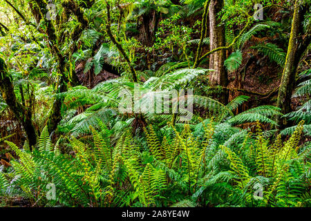 Densa foresta pluviale temperata in Melba canalone lungo Madsens via nella grande Otway National Park Foto Stock