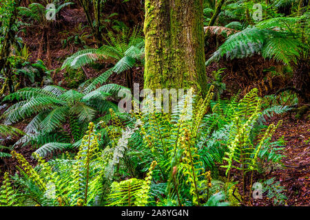 Densa foresta pluviale temperata in Melba canalone lungo Madsens via nella grande Otway National Park Foto Stock