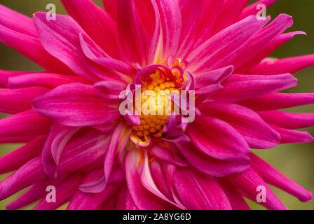 Rosa vibranti Cactus Dahlia in extreme Close-up Foto Stock