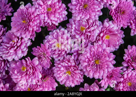 Viola luminoso crisantemi in un mazzetto di telaio di riempimento Foto Stock