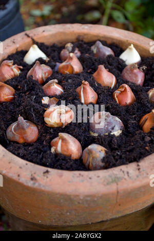 Lampadine collocate in vaso da giardino prima di essere piantato per la primavera Foto Stock