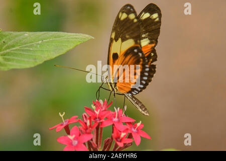 Farfalla monarca (Danaus plexippus) bere il nettare, Mindo, Ecuador Foto Stock