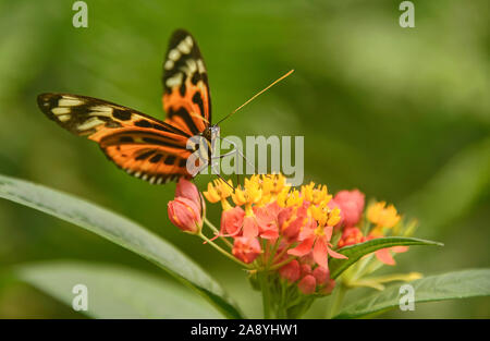 Farfalla monarca (Danaus plexippus) bere il nettare, Mindo, Ecuador Foto Stock
