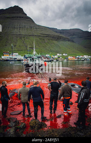 Grindadrap o la macellazione tradizionale di Balene Pilota nelle isole Faerøer, Danimarca Foto Stock