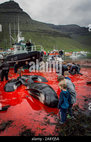 Grindadrap o la macellazione tradizionale di Balene Pilota nelle isole Faerøer, Danimarca Foto Stock