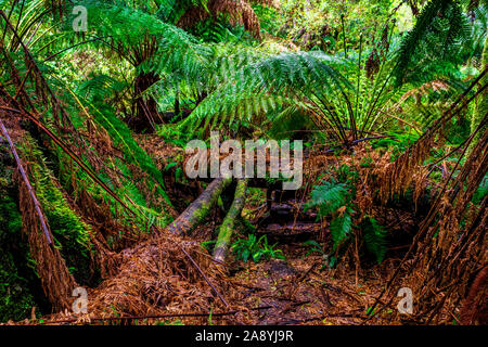 Densa foresta pluviale temperata in Melba canalone lungo Madsens via nella grande Otway National Park Foto Stock