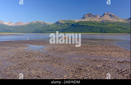 Bear dormire su di una piana di fango in Hallo Bay di Katmai National Park in Alaska Foto Stock