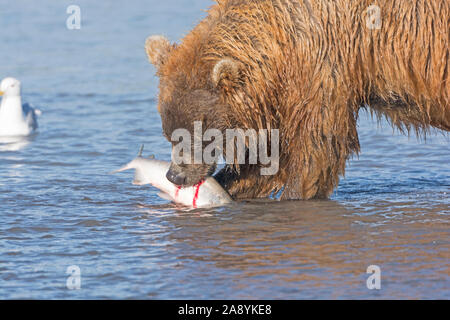 Orso grizzly mangiando un salmone che ha pescato nella baia di santificare estuario in Katmai National Park in Alaska Foto Stock