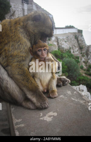 Una madre e un bambino macaco nella Riserva Naturale della Rocca superiore su Gibilterra Foto Stock
