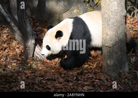 (191111) -- WASHINGTON, nov. 11, 2019 (Xinhua) -- USA-NATO maschio panda gigante Bei Bei è visto presso lo Smithsonian's lo Zoo Nazionale di Washington, DC, Stati Uniti, su nov. 11, 2019. Un giro festa di addio per USA-NATO maschio panda gigante Bei Bei, chi è in partenza lo Smithsonian's lo Zoo Nazionale per la Cina entro questo mese ha dato dei calci a fuori qui il lunedì. Bei Bei la partenza, prevista per il mese di novembre 19, è parte dell'U.S. National zoo cooperative di allevamento di accordo con la Cina Wildlife Conservation Association che tutti i cuccioli nati qui si sposta verso la Cina dopo il quarto compleanno. Bei Bei girato fo Foto Stock