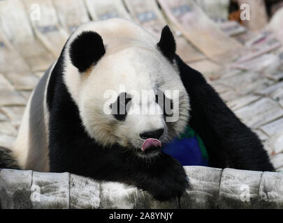 (191111) -- WASHINGTON, nov. 11, 2019 (Xinhua) -- USA-NATO maschio panda gigante Bei Bei è visto presso lo Smithsonian's lo Zoo Nazionale di Washington, DC, Stati Uniti, su nov. 11, 2019. Un giro festa di addio per USA-NATO maschio panda gigante Bei Bei, chi è in partenza lo Smithsonian's lo Zoo Nazionale per la Cina entro questo mese ha dato dei calci a fuori qui il lunedì. Bei Bei la partenza, prevista per il mese di novembre 19, è parte dell'U.S. National zoo cooperative di allevamento di accordo con la Cina Wildlife Conservation Association che tutti i cuccioli nati qui si sposta verso la Cina dopo il quarto compleanno. Bei Bei girato fo Foto Stock