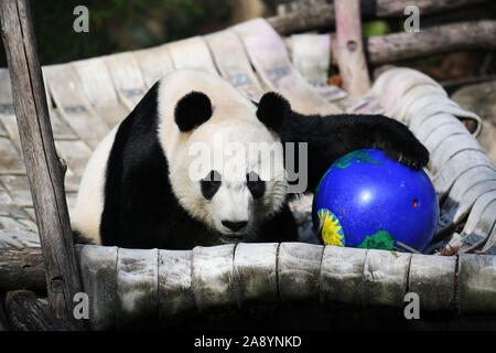 (191111) -- WASHINGTON, nov. 11, 2019 (Xinhua) -- USA-NATO maschio panda gigante Bei Bei è visto presso lo Smithsonian's lo Zoo Nazionale di Washington, DC, Stati Uniti, su nov. 11, 2019. Un giro festa di addio per USA-NATO maschio panda gigante Bei Bei, chi è in partenza lo Smithsonian's lo Zoo Nazionale per la Cina entro questo mese ha dato dei calci a fuori qui il lunedì. Bei Bei la partenza, prevista per il mese di novembre 19, è parte dell'U.S. National zoo cooperative di allevamento di accordo con la Cina Wildlife Conservation Association che tutti i cuccioli nati qui si sposta verso la Cina dopo il quarto compleanno. Bei Bei girato fo Foto Stock