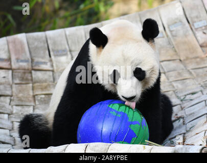 (191111) -- WASHINGTON, nov. 11, 2019 (Xinhua) -- USA-NATO maschio panda gigante Bei Bei è visto presso lo Smithsonian's lo Zoo Nazionale di Washington, DC, Stati Uniti, su nov. 11, 2019. Un giro festa di addio per USA-NATO maschio panda gigante Bei Bei, chi è in partenza lo Smithsonian's lo Zoo Nazionale per la Cina entro questo mese ha dato dei calci a fuori qui il lunedì. Bei Bei la partenza, prevista per il mese di novembre 19, è parte dell'U.S. National zoo cooperative di allevamento di accordo con la Cina Wildlife Conservation Association che tutti i cuccioli nati qui si sposta verso la Cina dopo il quarto compleanno. Bei Bei girato fo Foto Stock