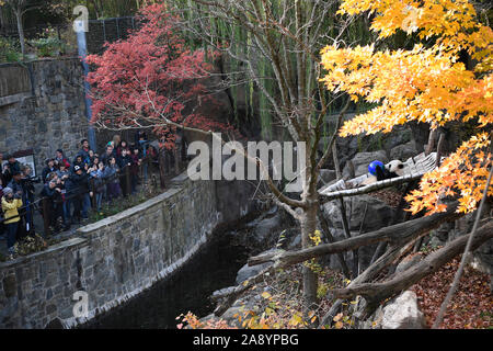 (191111) -- WASHINGTON, nov. 11, 2019 (Xinhua) -- USA-NATO maschio panda gigante Bei Bei è visto presso lo Smithsonian's lo Zoo Nazionale di Washington, DC, Stati Uniti, su nov. 11, 2019. Un giro festa di addio per USA-NATO maschio panda gigante Bei Bei, chi è in partenza lo Smithsonian's lo Zoo Nazionale per la Cina entro questo mese ha dato dei calci a fuori qui il lunedì. Bei Bei la partenza, prevista per il mese di novembre 19, è parte dell'U.S. National zoo cooperative di allevamento di accordo con la Cina Wildlife Conservation Association che tutti i cuccioli nati qui si sposta verso la Cina dopo il quarto compleanno. Bei Bei girato fo Foto Stock