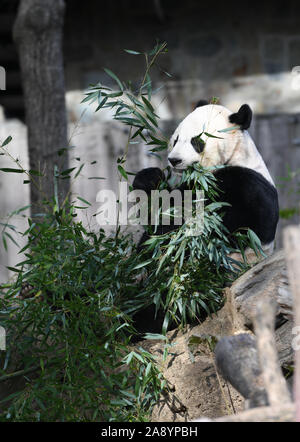 (191111) -- WASHINGTON, nov. 11, 2019 (Xinhua) -- USA-NATO maschio panda gigante Bei Bei è visto presso lo Smithsonian's lo Zoo Nazionale di Washington, DC, Stati Uniti, su nov. 11, 2019. Un giro festa di addio per USA-NATO maschio panda gigante Bei Bei, chi è in partenza lo Smithsonian's lo Zoo Nazionale per la Cina entro questo mese ha dato dei calci a fuori qui il lunedì. Bei Bei la partenza, prevista per il mese di novembre 19, è parte dell'U.S. National zoo cooperative di allevamento di accordo con la Cina Wildlife Conservation Association che tutti i cuccioli nati qui si sposta verso la Cina dopo il quarto compleanno. Bei Bei girato fo Foto Stock