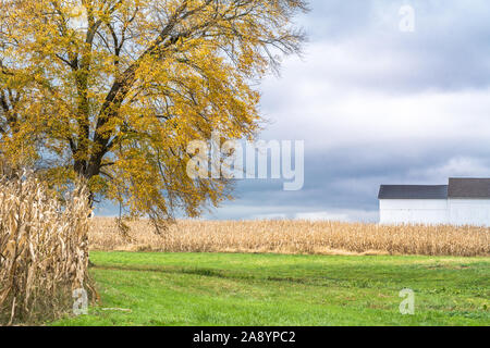 Agriturismo con campo di grano in primo piano Foto Stock