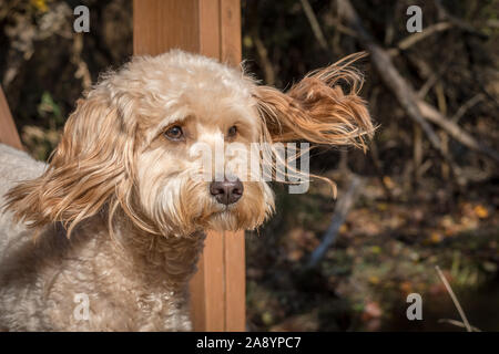 Goldendoodle corre con le orecchie svolazzanti Foto Stock