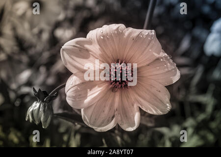 Fiore viola in bianco & nero photo Foto Stock