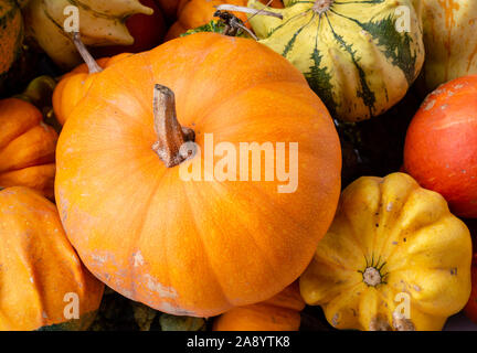 Un sacco di mini zucca colorati in autunno a coltivatori outdoor. Foto Stock