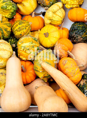 Un sacco di mini zucca colorati in autunno a coltivatori outdoor. Foto Stock
