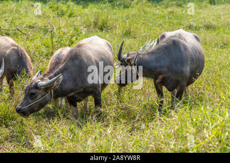 Nha Trang, Vietnam - Marzo 11, 2019: Phuoc Trach quartiere rurale. closeup di color marrone scuro buffaloes in piedi nel prato verde. Foto Stock