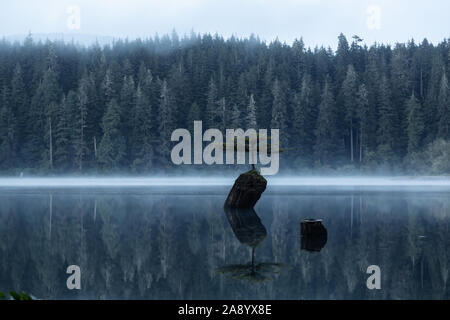 Port Renfrew, Isola di Vancouver, British Columbia, Canada. Vista di un iconico albero di Bonsai presso il lago di fata durante un estate misty sunrise. Foto Stock