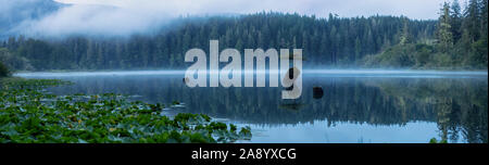 Vista panoramica di un iconico albero di Bonsai presso il lago di fata durante un estate misty sunrise. Prese vicino a Port Renfrew, Isola di Vancouver, British Columbia, Foto Stock