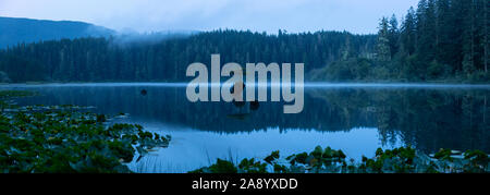 Vista panoramica di un iconico albero di Bonsai presso il lago di fata durante un estate misty sunrise. Prese vicino a Port Renfrew, Isola di Vancouver, British Columbia, Foto Stock