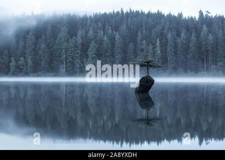 Port Renfrew, Isola di Vancouver, British Columbia, Canada. Vista di un iconico albero di Bonsai presso il lago di fata durante un estate misty sunrise. Fendere artistica Foto Stock