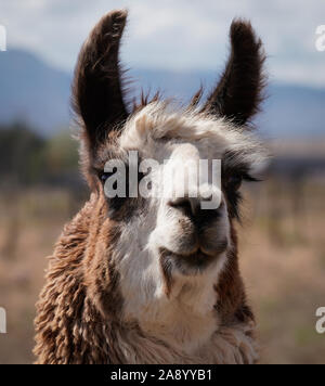 Close up del volto di una bella due tonica femmina adulta llama. Foto Stock