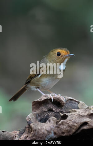 Il Rufous-browed Flycatcher (Anthipes solitaris) è una specie di uccello della famiglia Muscicapidae. Foto Stock