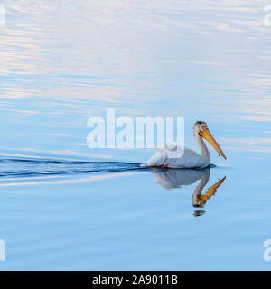 Pelican nuota attraverso ancora acqua blu sulla superficie del lago Foto Stock