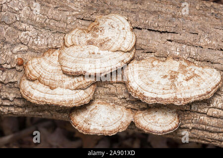 A parete sottile labirinto Polypore (Daedaleopsis confragosa) che cresce su un albero di decadimento. Foto Stock
