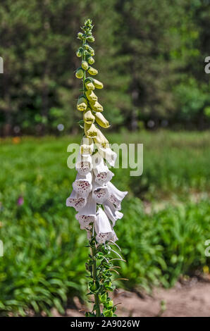 Sagomato a campana a fiori di colore bianco foxglove con macchie viola Foto Stock