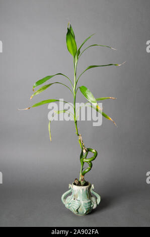 Una Dracaena sanderiana ( lucky bamboo ) houseplant vegetale in una pentola in studio Foto Stock